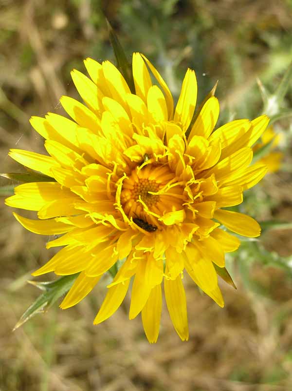 Scolymus hispanicus